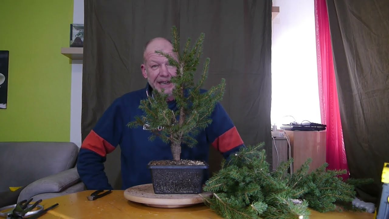 Picea glauca Zuckerhutfichte 26-02-2022