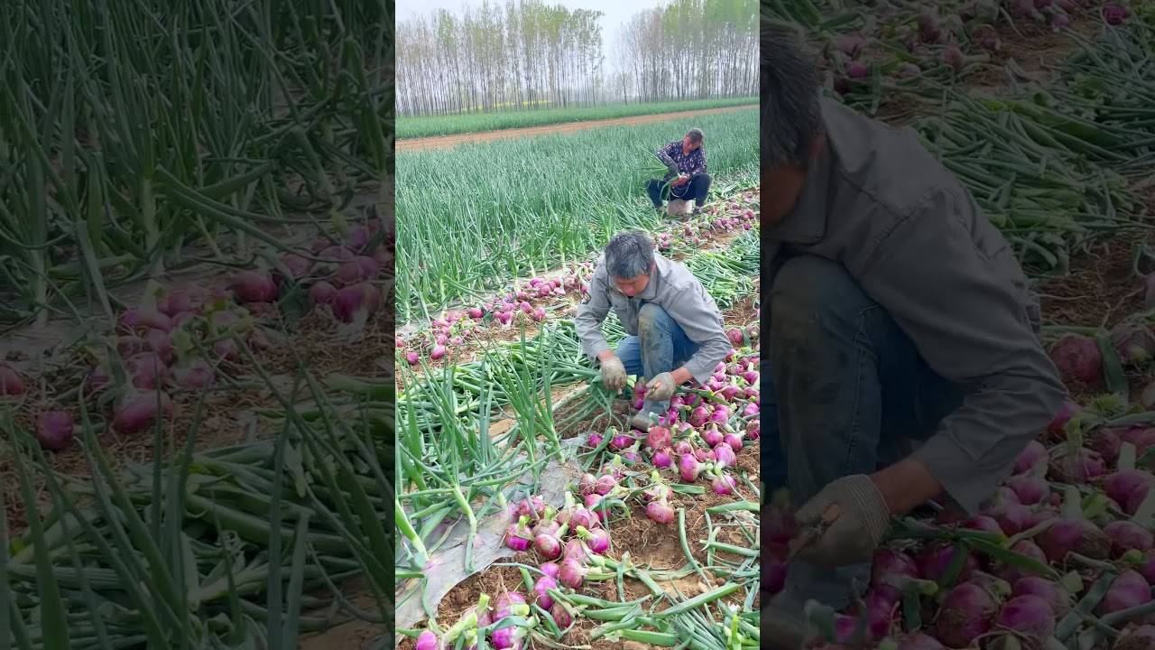 Traditional Agricultural Harvesting of Large Red Onions in a Field