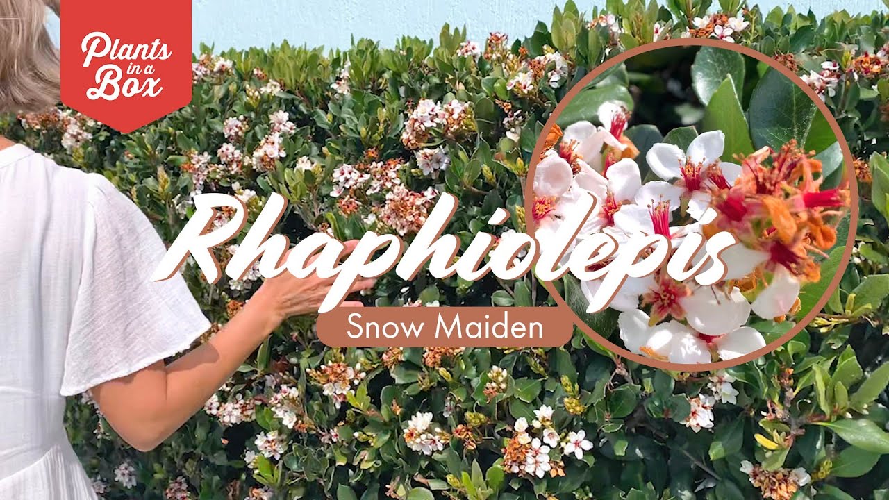 Plant tour: Rhaphiolepis Snow Maiden