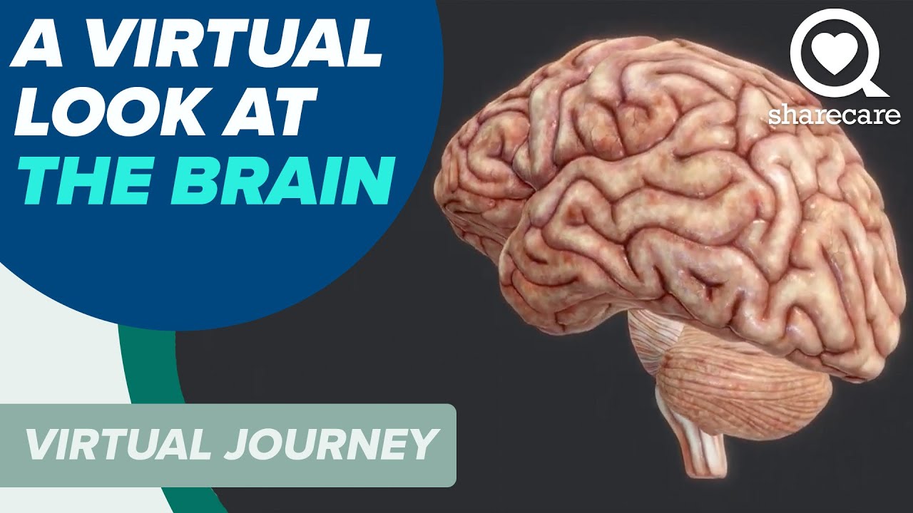 A Virtual Look At The Brain | Virtual Journey | Sharecare