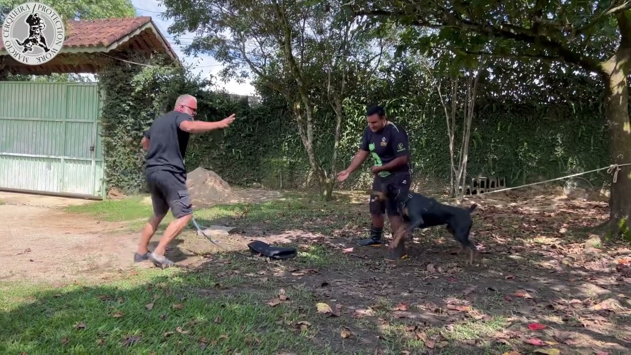 SEM ISSO VOCÊ NÃO TEM UM CÃO DE GUARDA E PROTEÇÃO (Parte 3) | Marcio Cerqueira