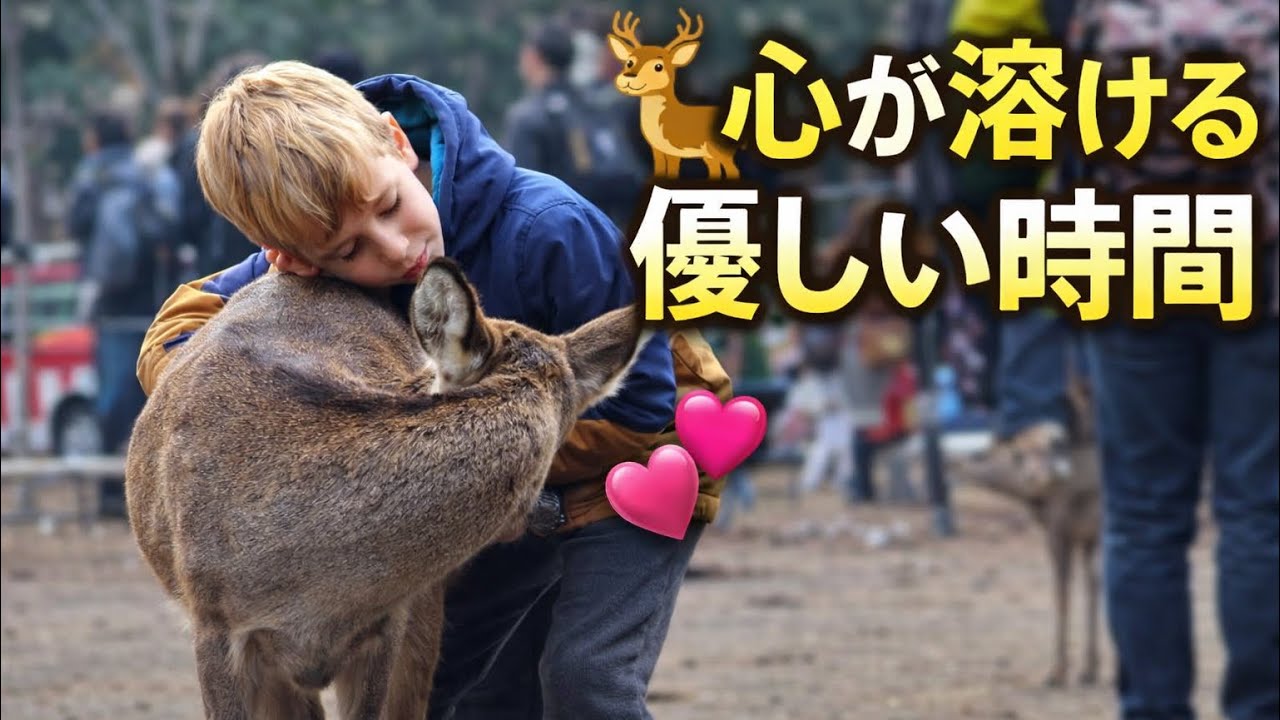 この光景、心が溶けた…💖｜子どもと鹿の愛 🦌