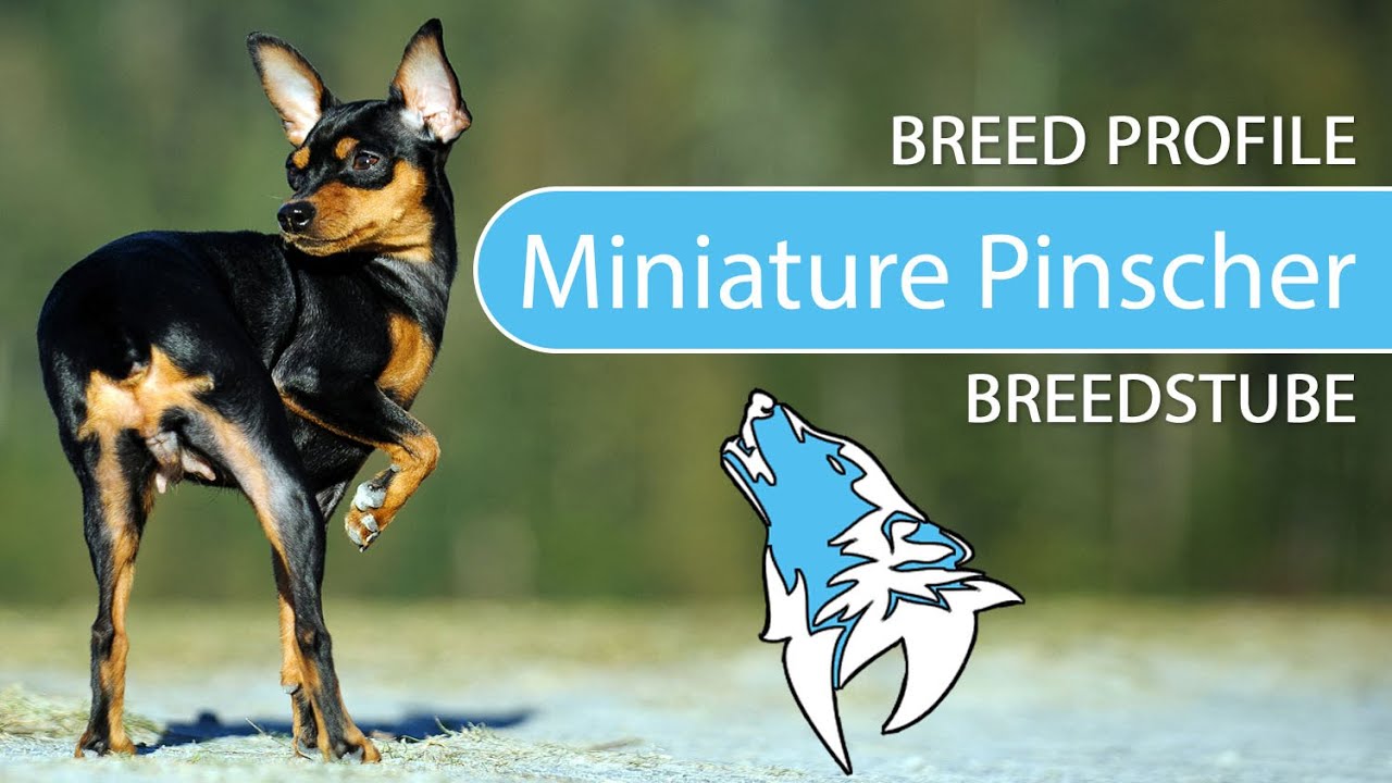 ► Miniature Pinscher Breed [2020] Temperament & Training