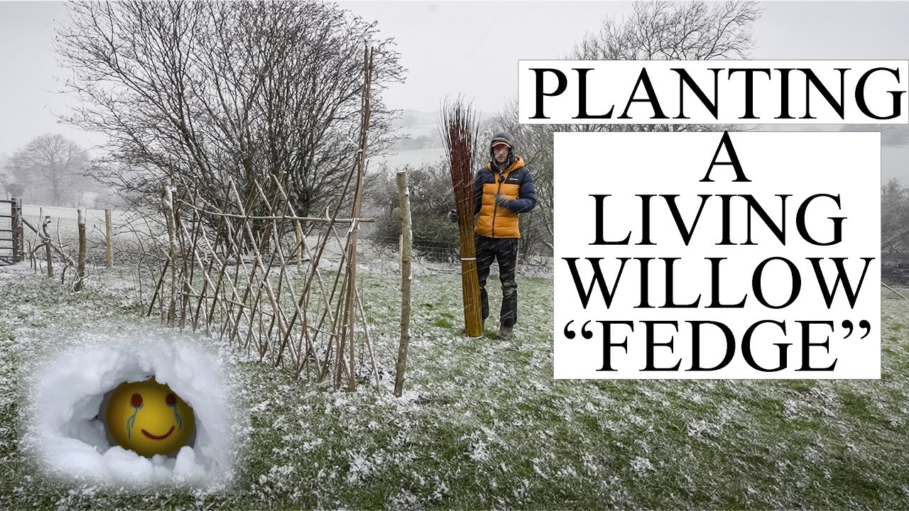 My Dream Smallholding: Planting a living Willow 