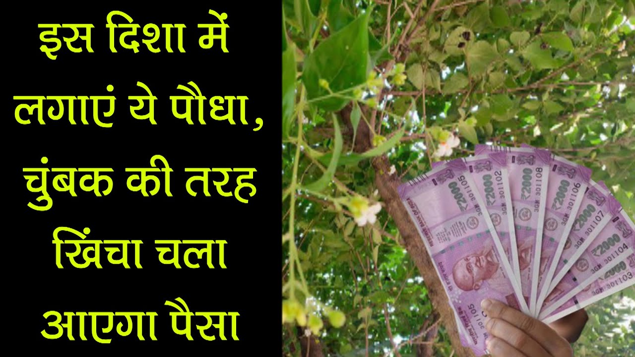 इस दिशा में लगाएं ये पौधा, चुंबक की तरह खिचा चला आएगा पैसा | Vastu Tips | Kamal Nandlal