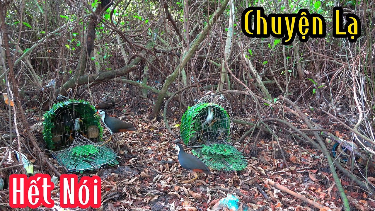 Chuyện Lạ Bẫy Chim Quốc Mà Dính Con Này | Đam Mê Săn Bắt