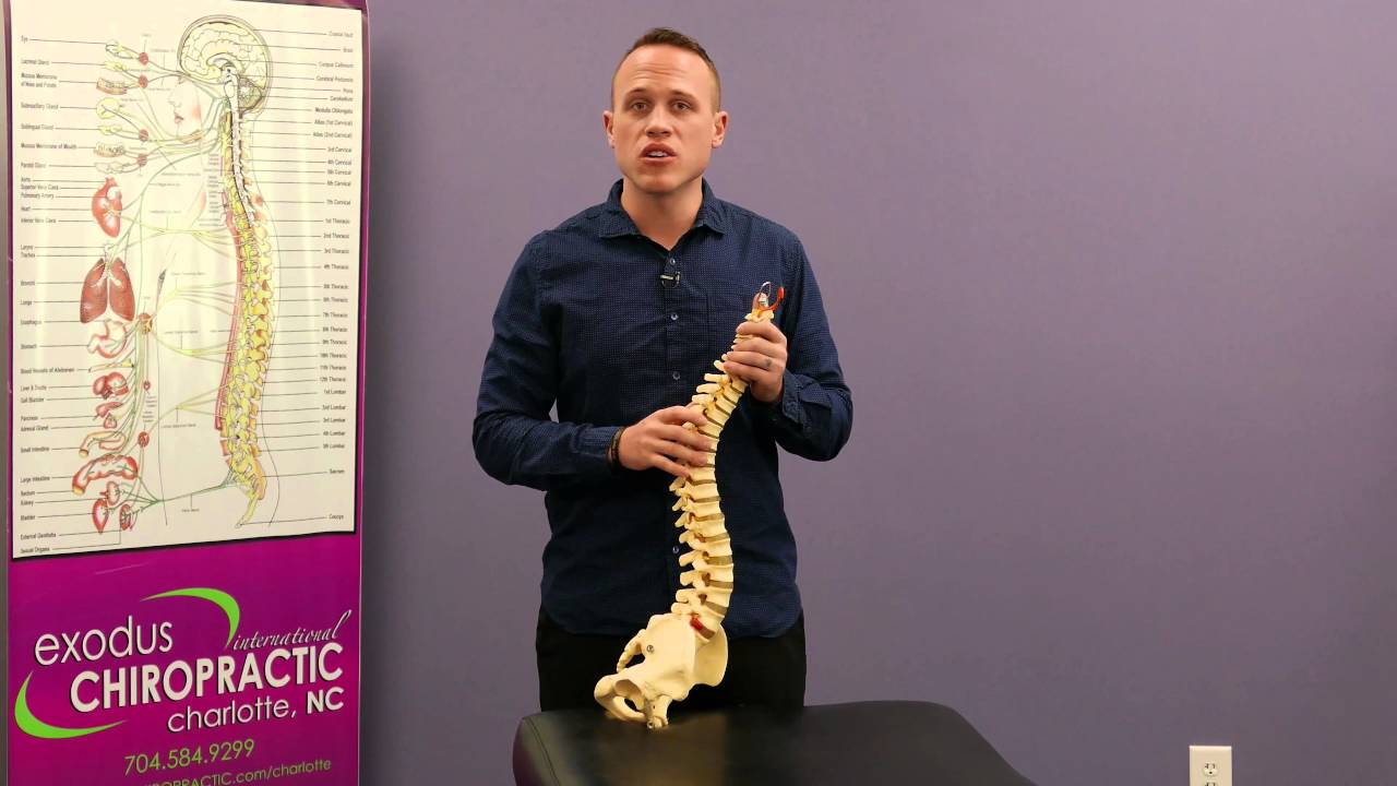 Advanced Physiology of a Torque Release Technique (TRT) adjustment with the Integrator