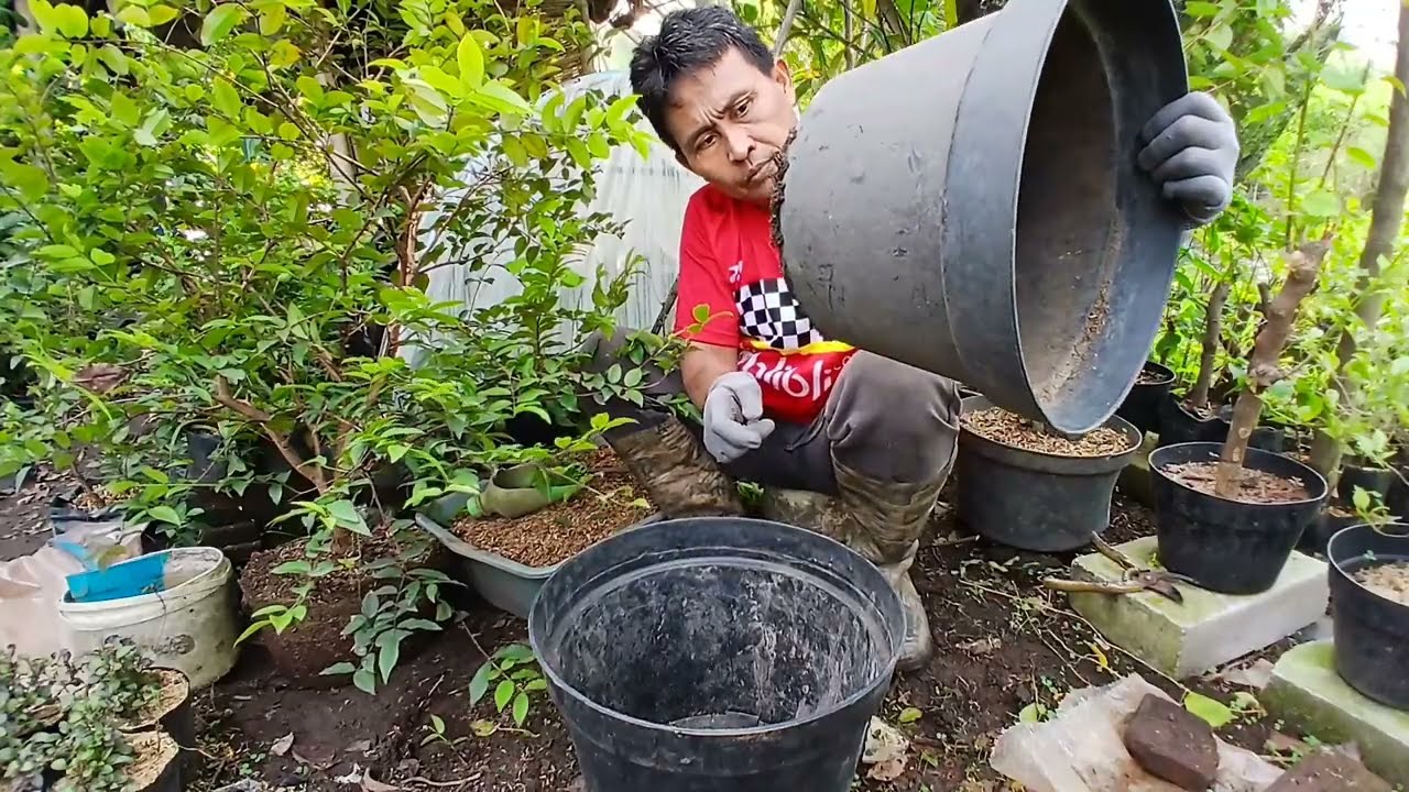 Kalau Media Awalnya Subur , Pohon Anggur Brazil  Yang Tidak Terawat Pun Ternyata Berbuah.