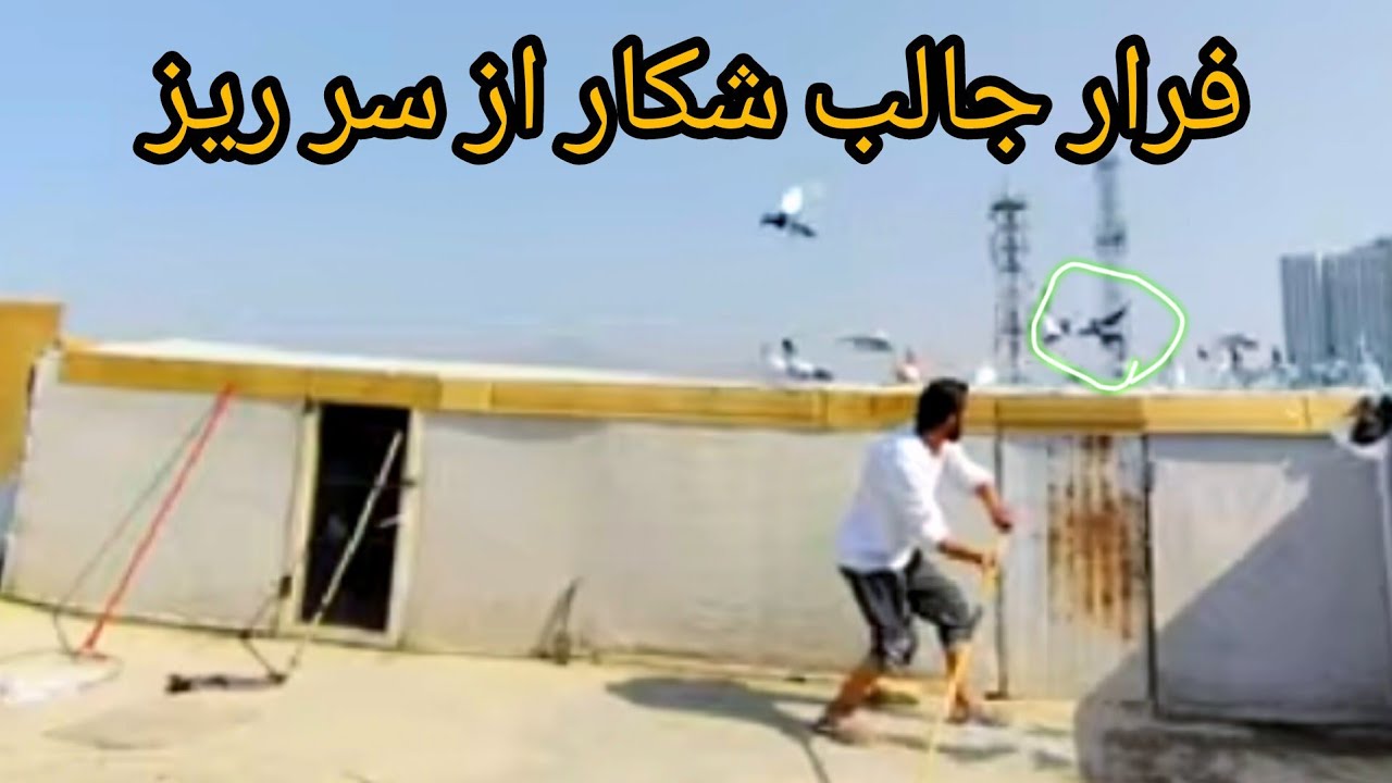برنامه جالب و دیدنی# آمدگی کفتر ها#و فرار شکار از سر ریز       Afghanistan#kabul#kabotar#shawq#