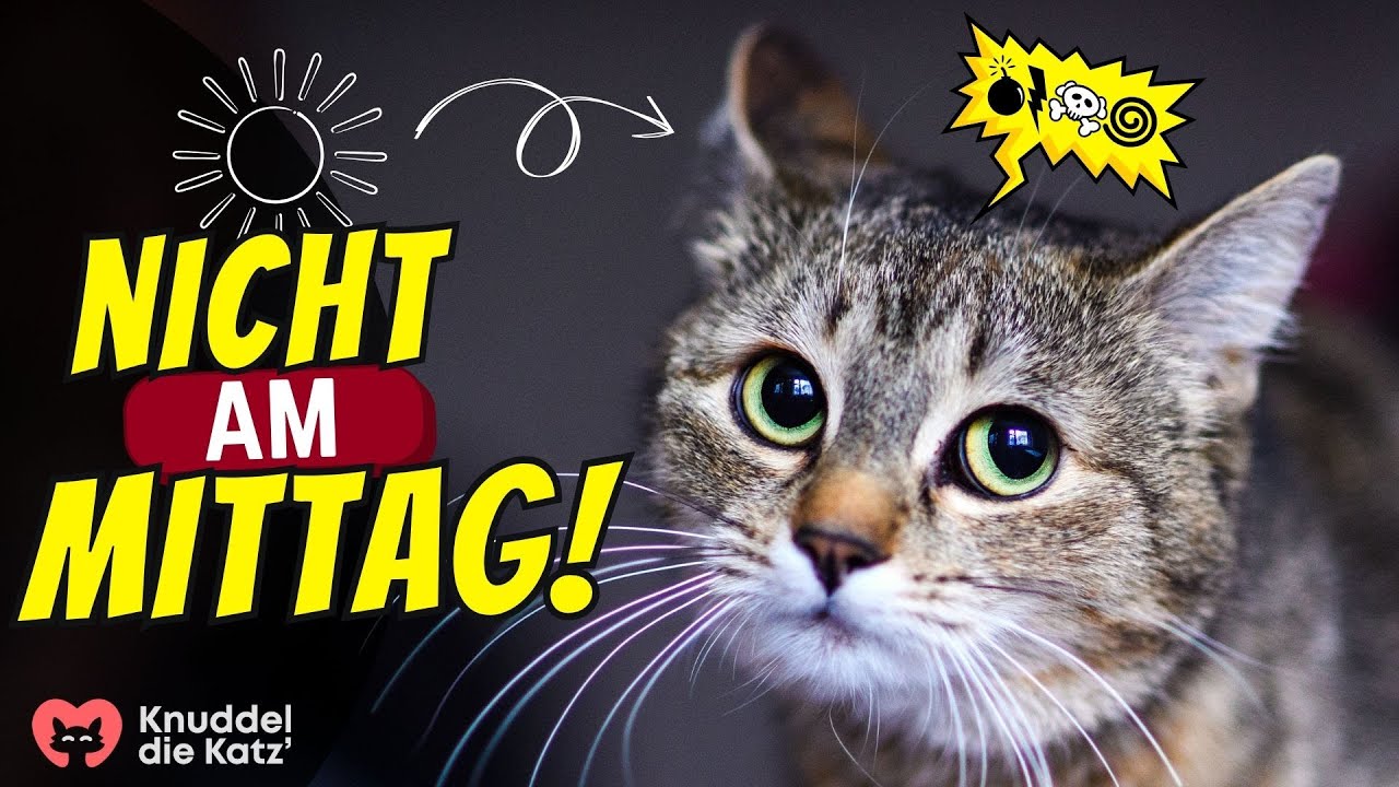 6 Dinge, die Katzenhalter mittags niemals tun sollten