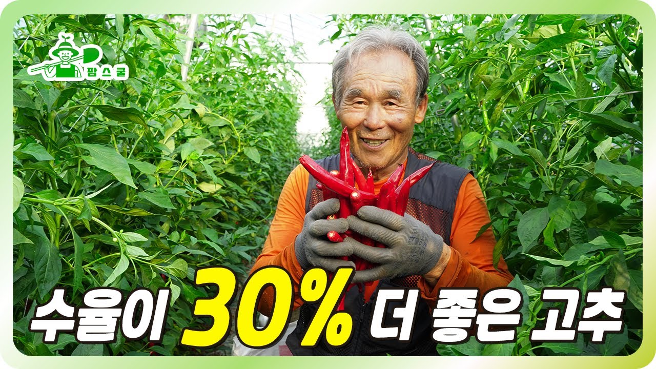 30% 수율이 더 좋은 토종 고추 ㅣ 고추씨 채종 ㅣ 토종고추 재배가 어려운 이유