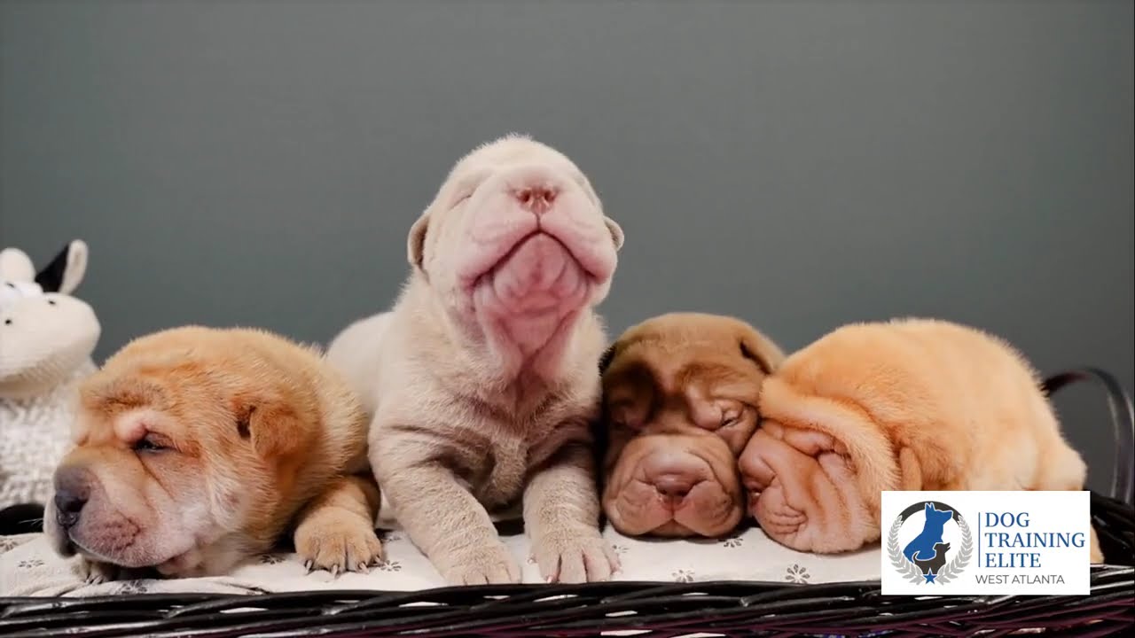 Sleepy Puppies  Relax and Sleep to Cozy Puppies
