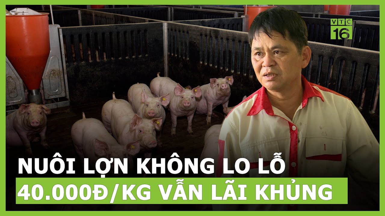 Nuôi lợn không sợ lỗ, bán 40.000đ/kg vẫn lãi khủng | VTC16