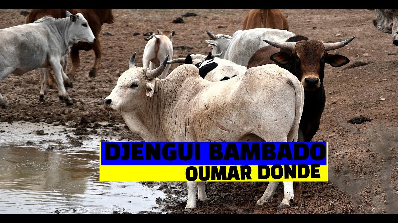 DJENGUI BAMBADO ____ OUMAR DONDE 1995