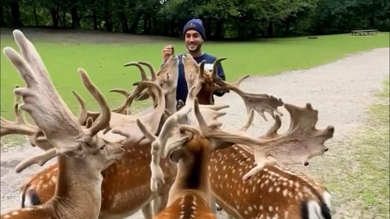 🦌 Cervi vicino al camper 🚐 mai visti così tanti 😻 Deer park 🇩🇰