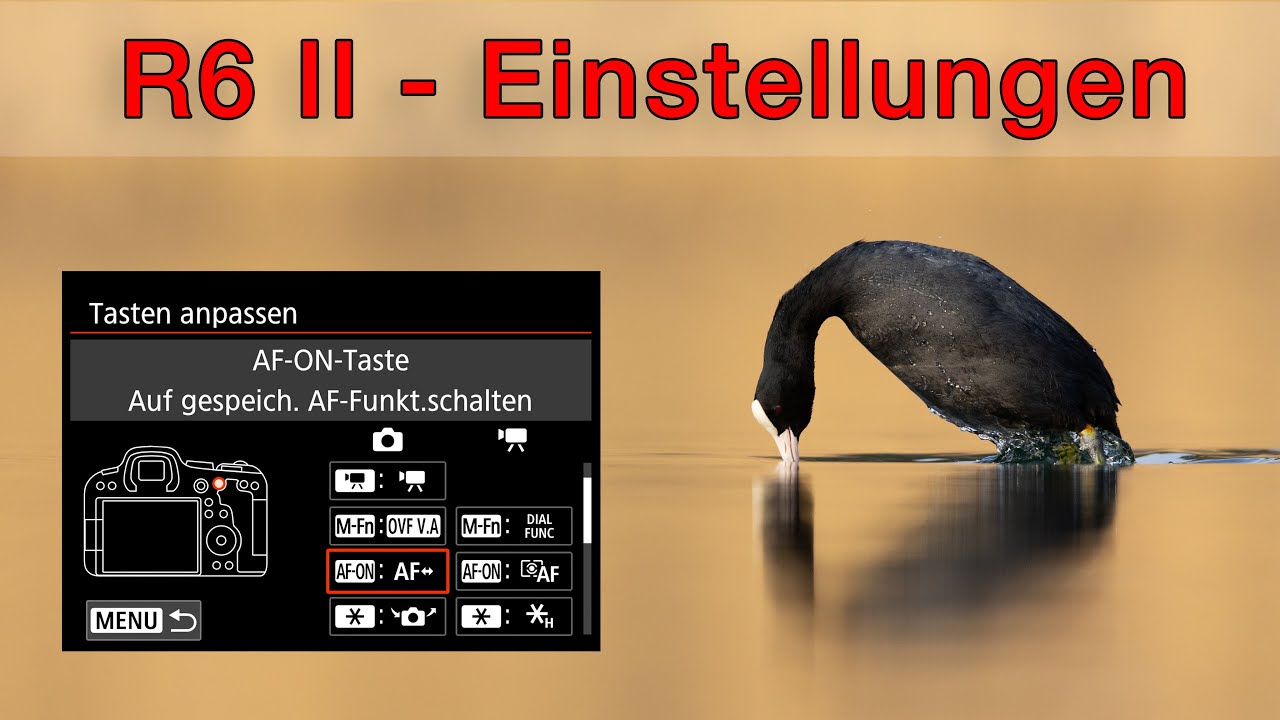 Canon EOS R6 II für Vogelfotografie konfigurieren - Meine Einstellungen