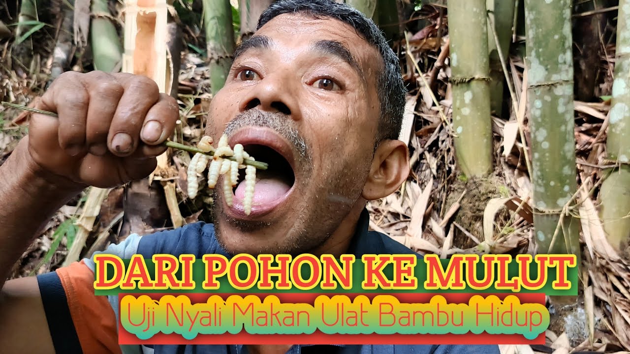 Dari Pohon Ke Mulut || Uji Nyali Makan Ulat  Bambu Hidup di Hutan Bambu!
