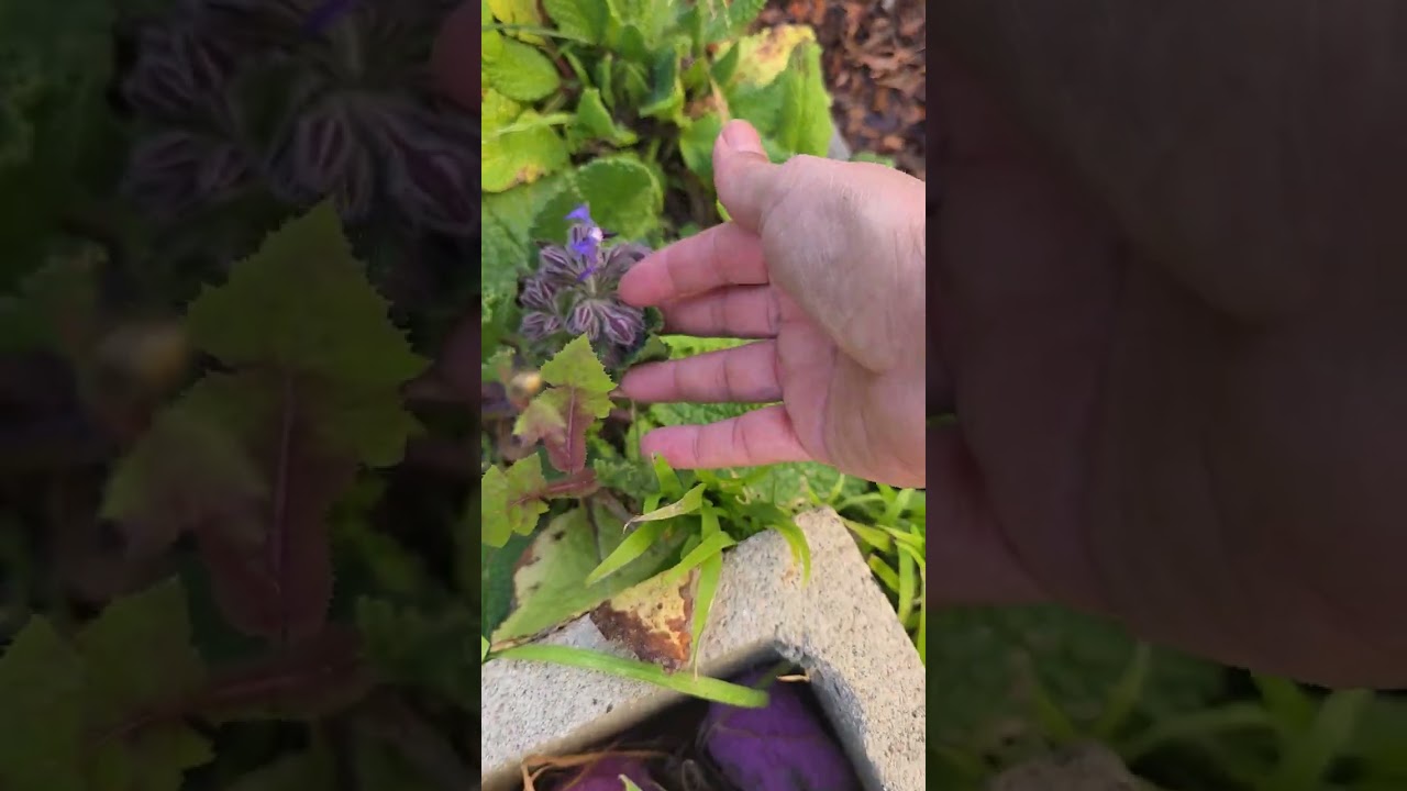 Winter Garden Update #winter 