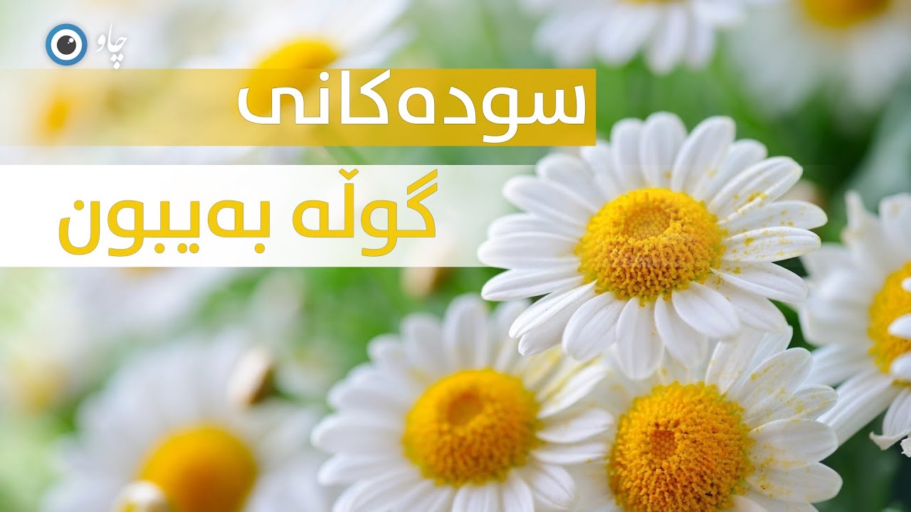سودەکانی گوڵە بەیبون