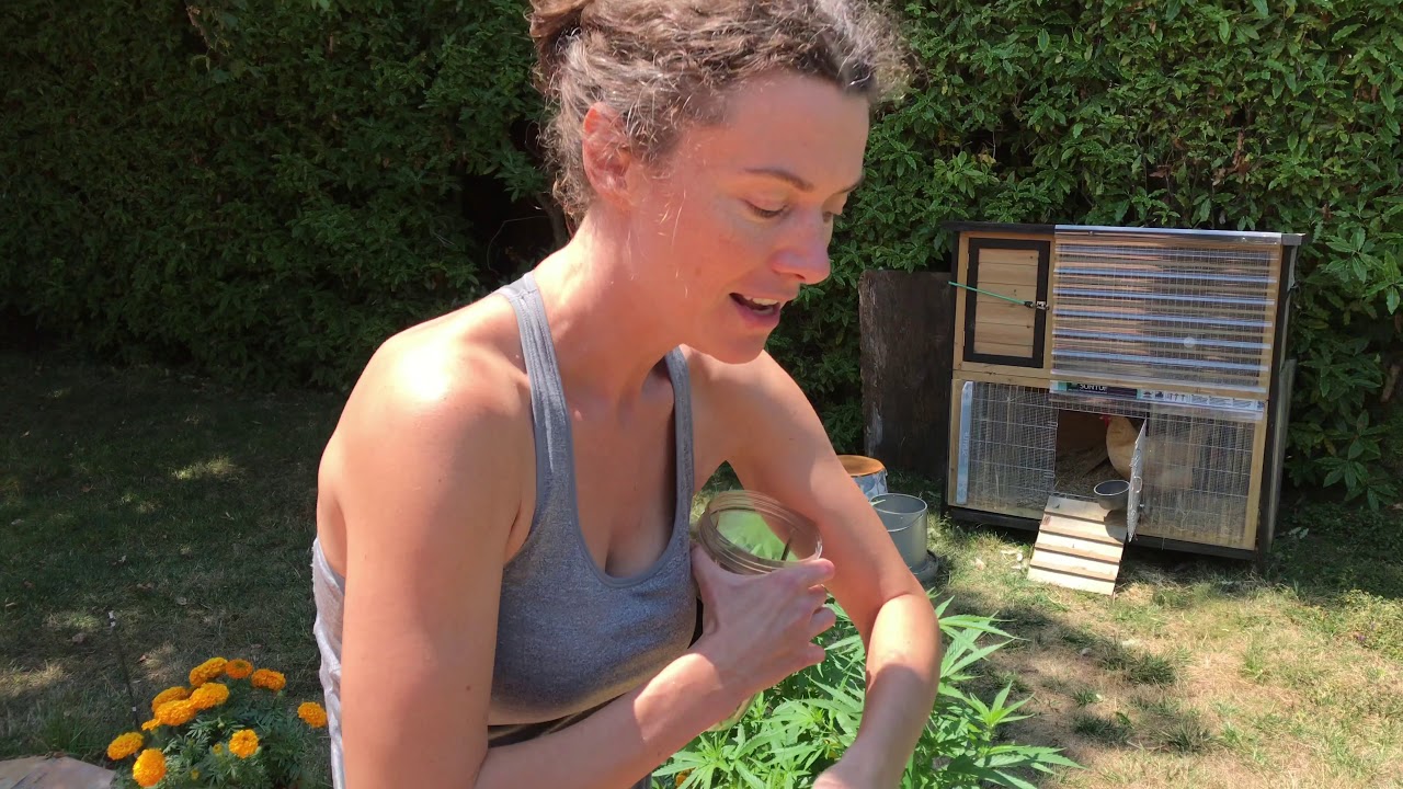 How to manage CBD plants with multiple sclerosis