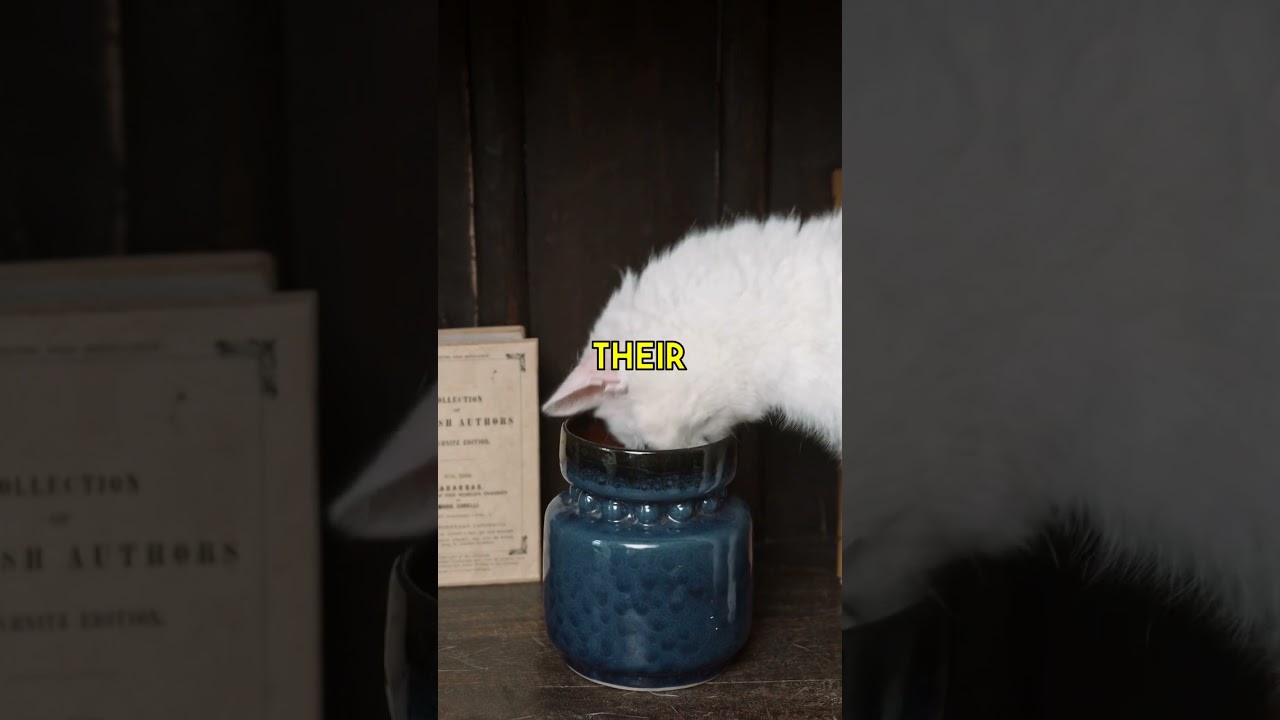 Funny Cat Antics