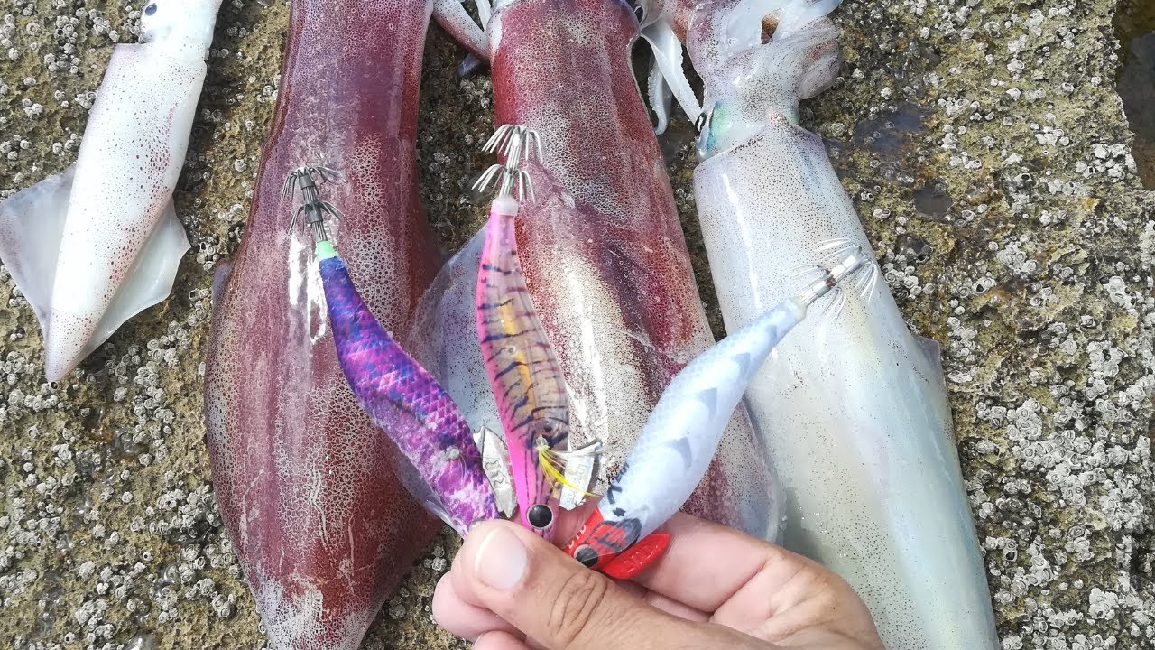Pesca de margem às lulas e choco