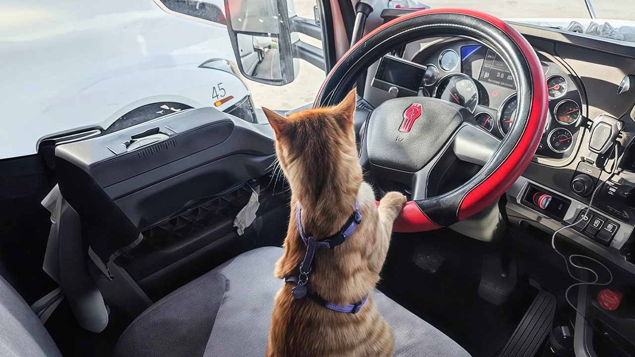 This Cat Has Found Its True Home In A Big Truck