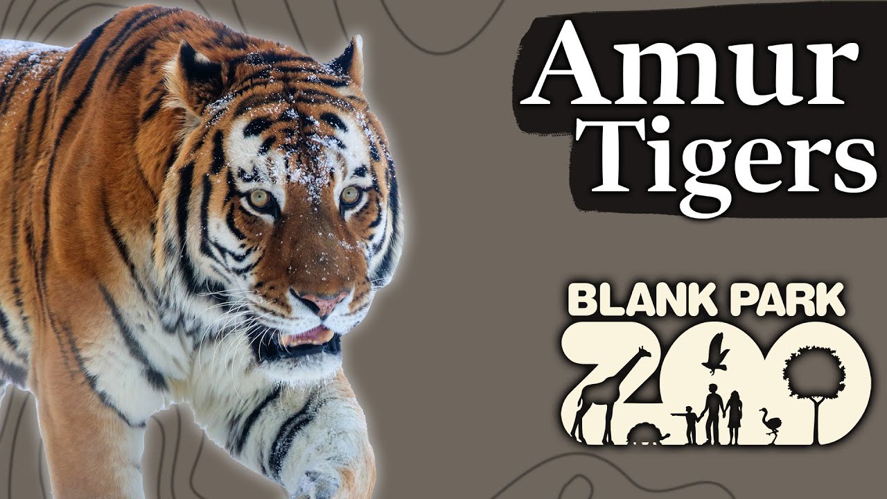 Meet the Amur Tigers | Blank Park Zoo