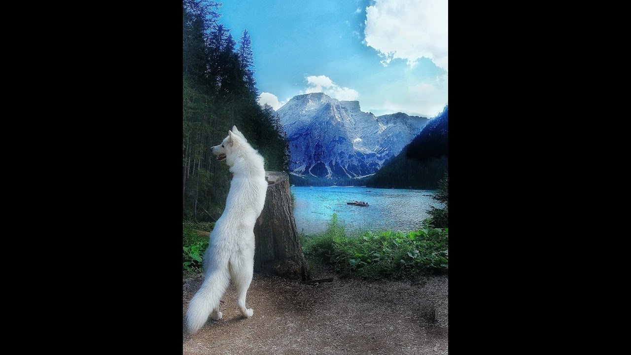 Pastore Svizzero al Lago di Braies