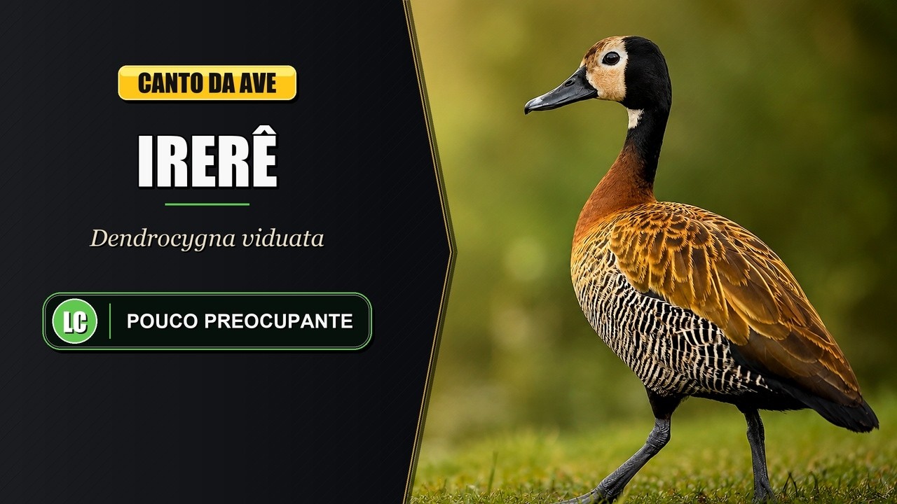 Canto do Irerê | White-faced Whistling Duck Singing | Dendrocygna Viduata