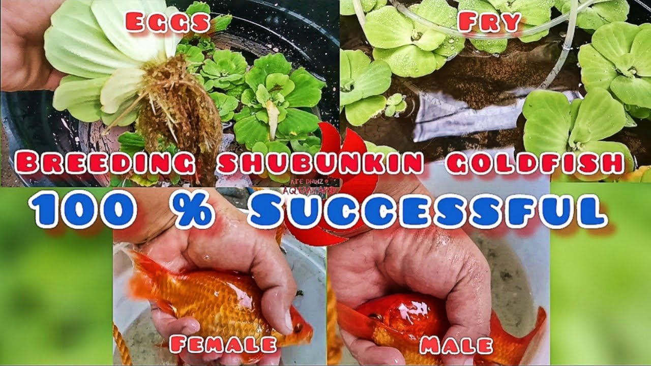 How to breed Goldfish | Part 1- 100% Successful breeding