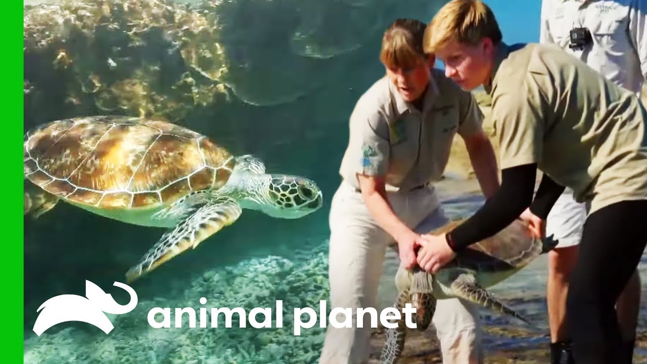 Releasing Sea Turtles On The Great Barrier Reef | Crikey! It's The Irwins