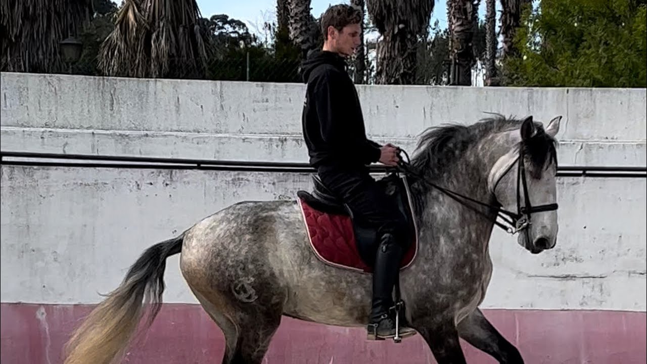 Lusitano’s in Portugal - vlog part 1
