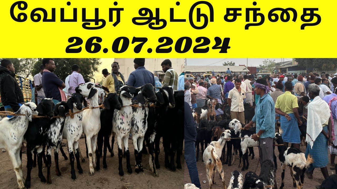 வேப்பூர் ஆட்டு சந்தை | 26.07.2024 | Veppur Goat Market | விடிய விடிய நடக்கும் வேப்பூர் ஆட்டு சந்தை |