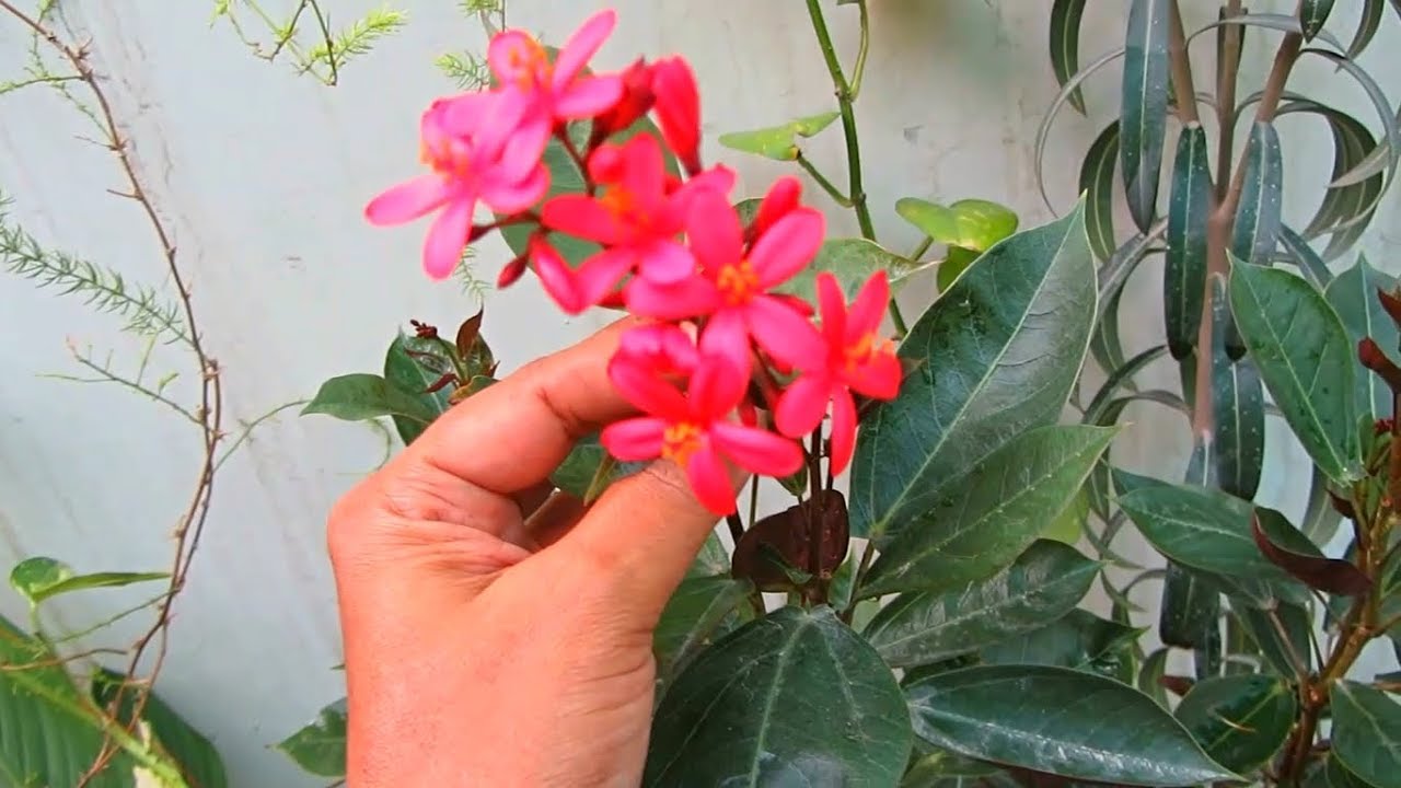 Jatropha - Beautiful Flowering Plant Caring Tips
