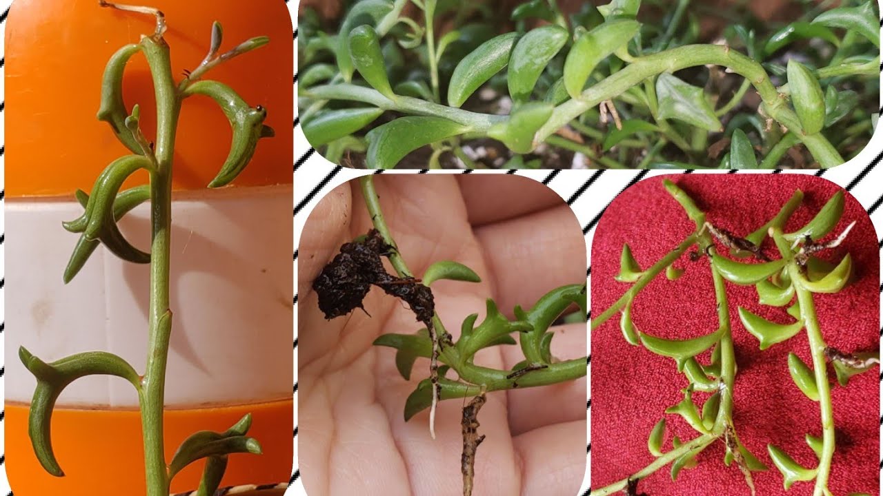 String of Dolphins 🐬  100% successful Propagation methods