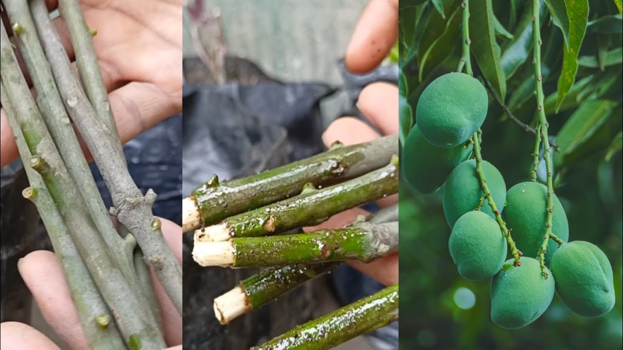 Mango cutting propagation new techniques #mango #grafting #garden #cuttingfruit 