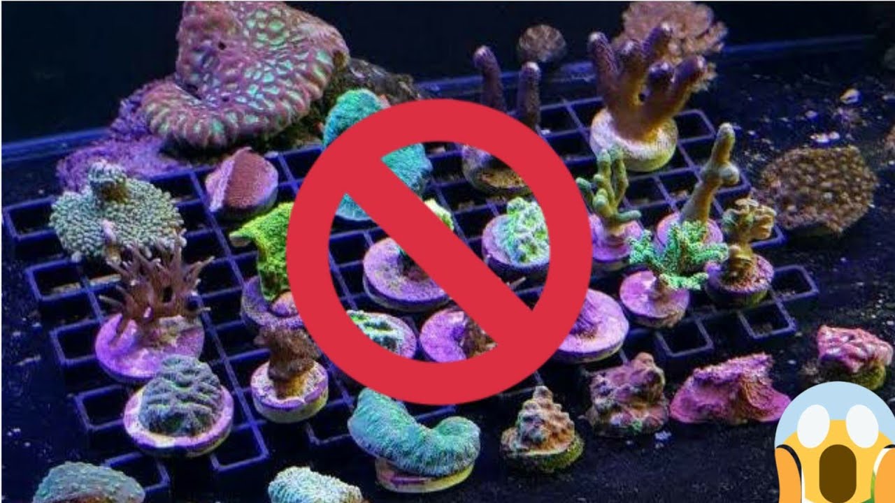 LA FORMA CORRECTA DE INTRODUCIR UN CORAL NUEVO A MI ACUARIO MARINO