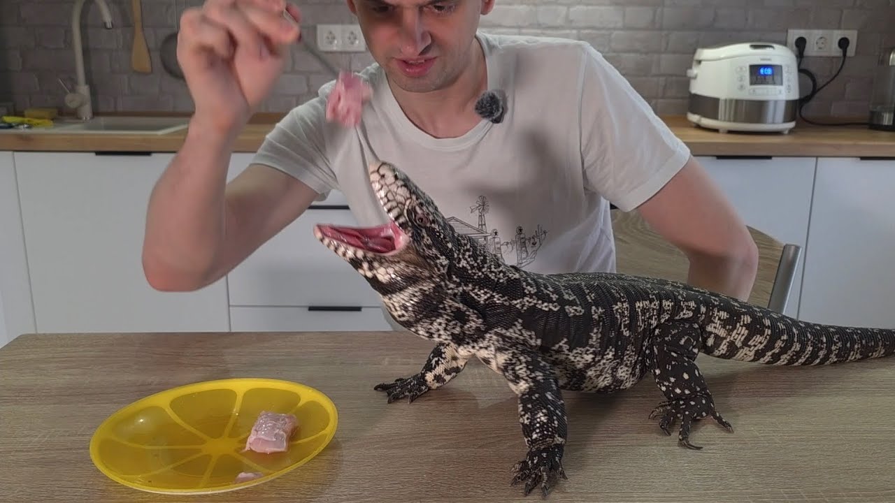 Кормление Арчи мясом кролика