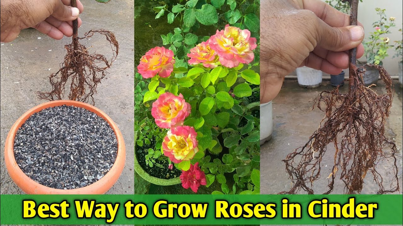 Best way to Grow Roses in Cinder || How to grow Rose flower plant in Cinder media ? Rose in Cinder |