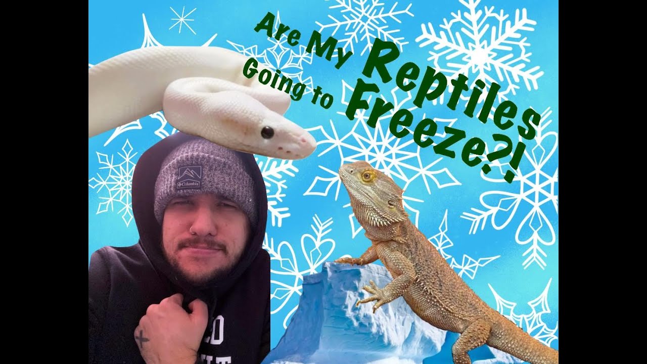Keeping reptiles warm during a power outage