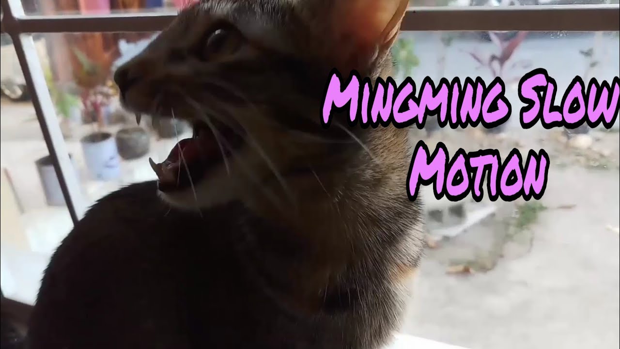 Cat slow motion|Mingming Moment