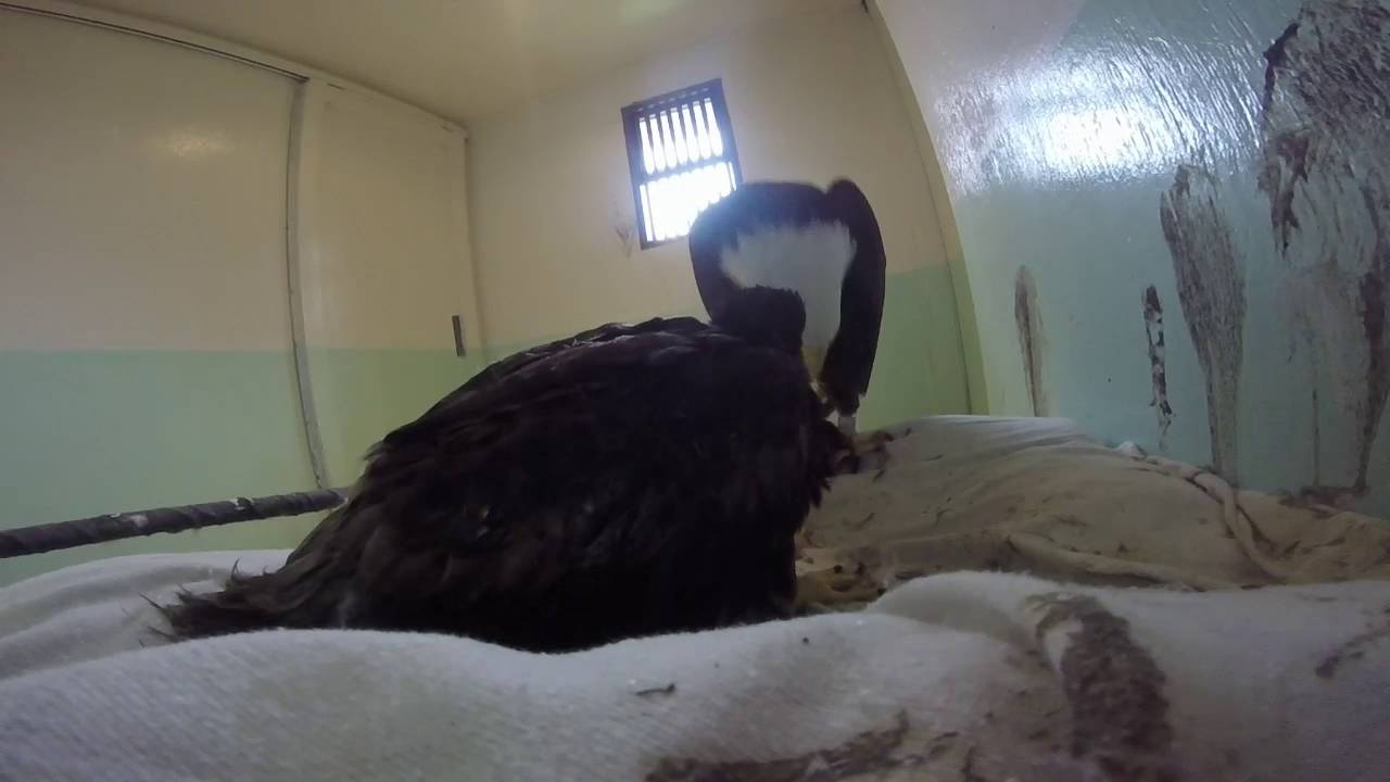 Bald Eagle Fostering Eaglet