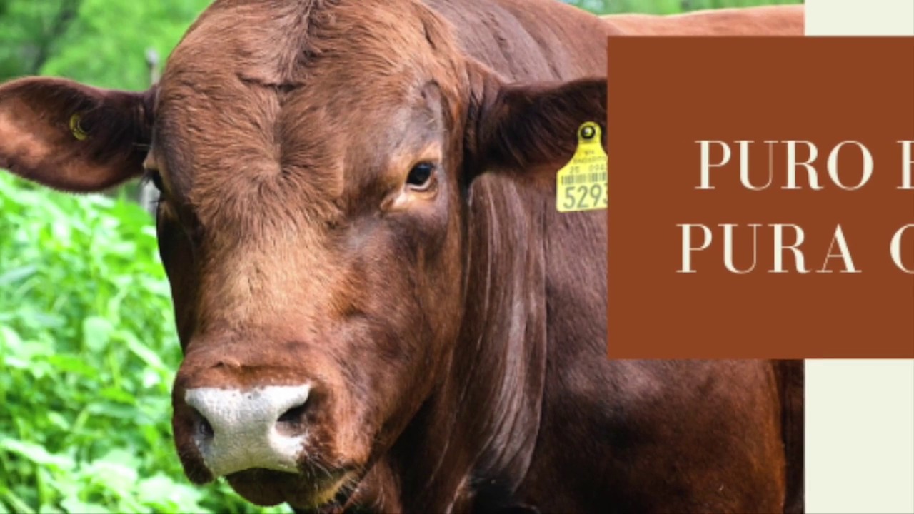 Rancho Santa Anita Brangus 2018