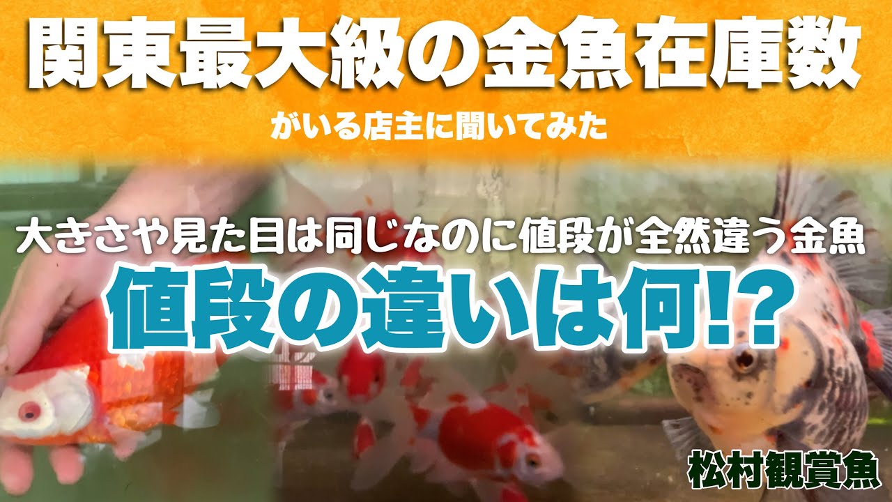 【2/3】大きさや見た目は同じなのに値段が全然違う理由とは！？現在日本最高峰の和金はこの養魚場産 関東最大級の金魚在庫数である松村観賞魚さんに色々教えていただきました 