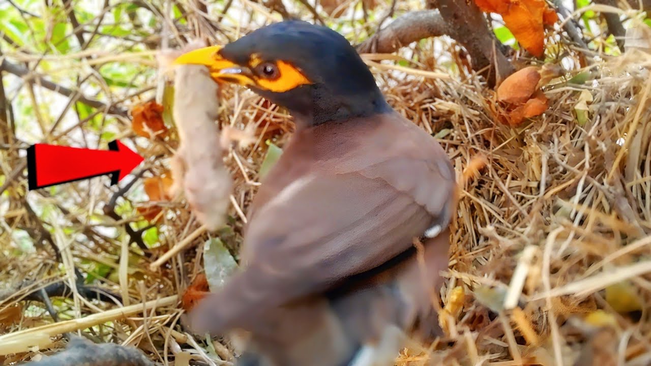 Myna mom feeding big lizard for newborn baby @animalswithbirds 