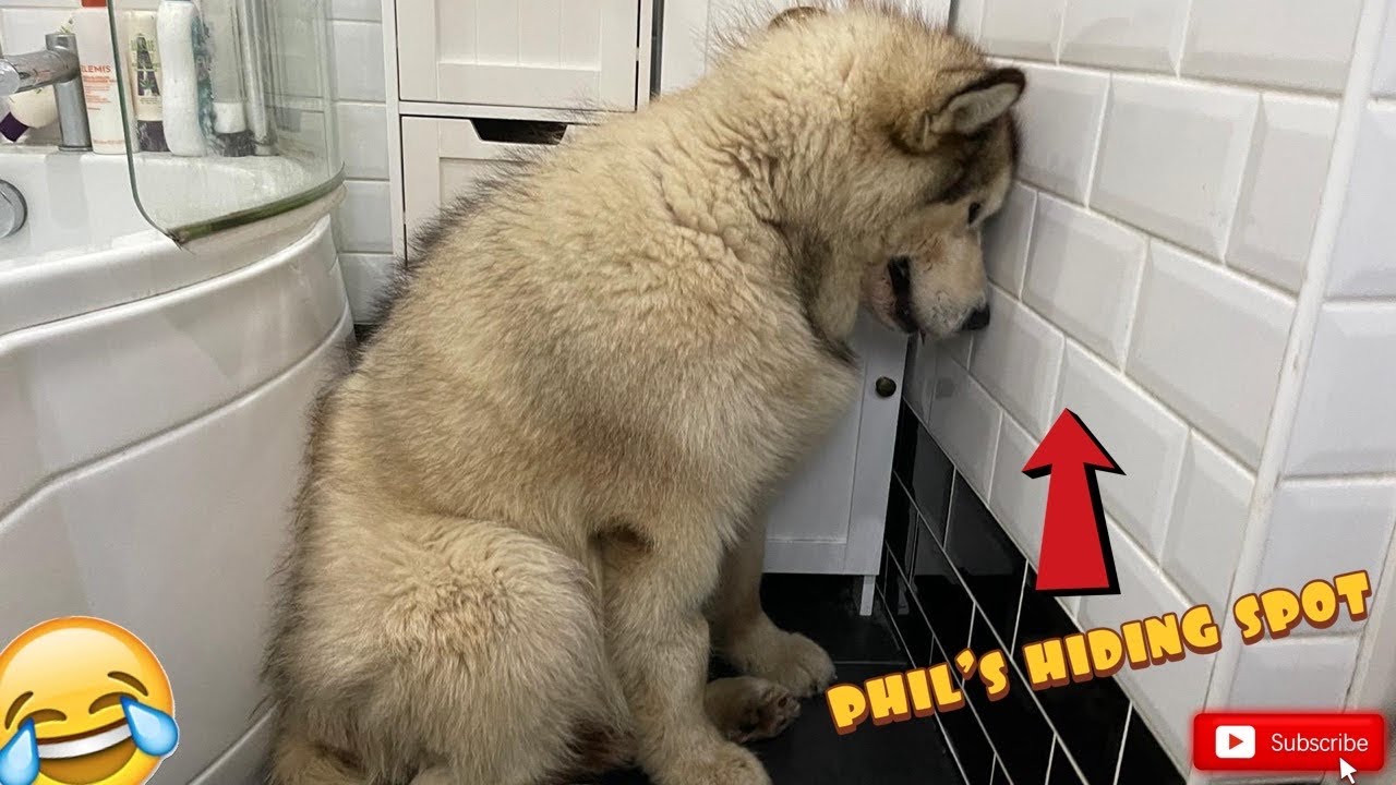 Giant Sulking Dog Hates Bath Time And Does Everything To Try And Avoid It!! (SO FUNNY!)