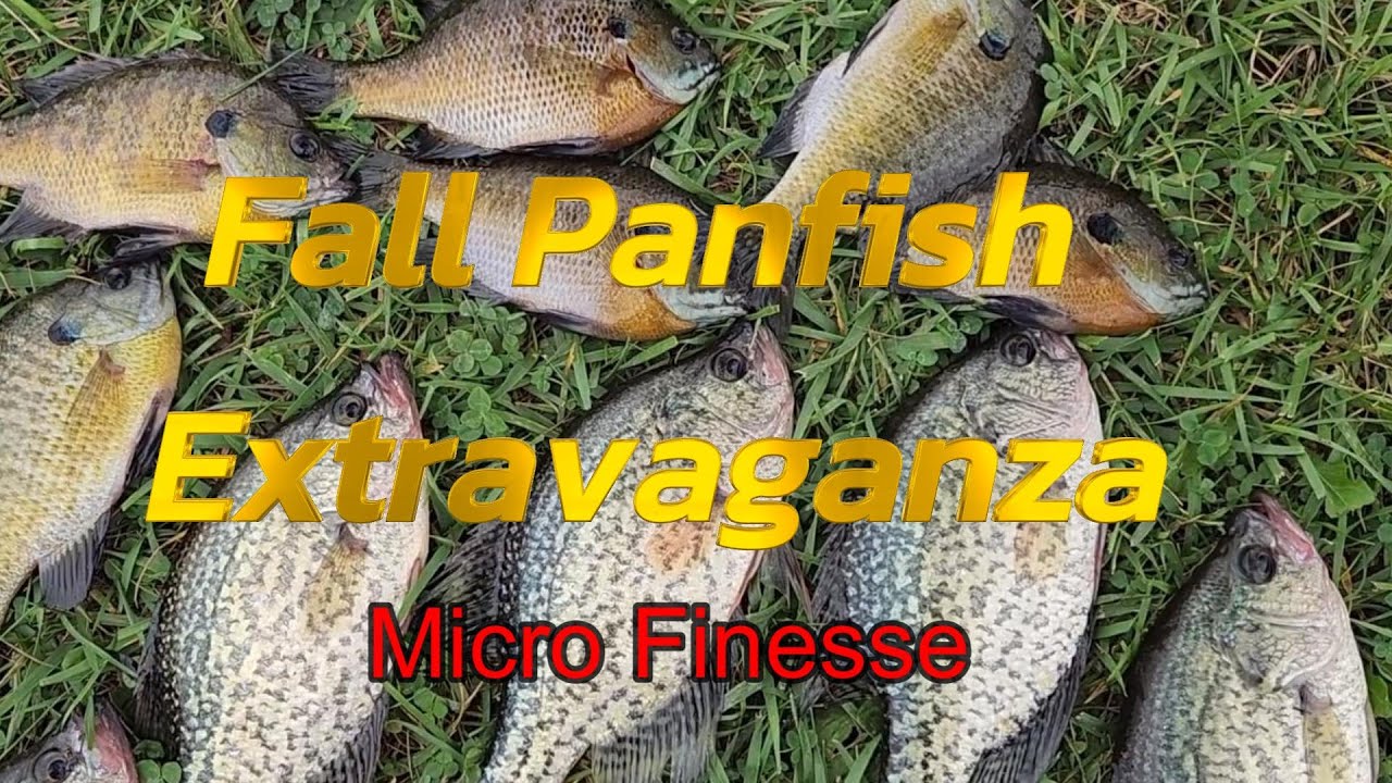Осенняя феерия краппи и синежаберных рыб — Micro Finesse