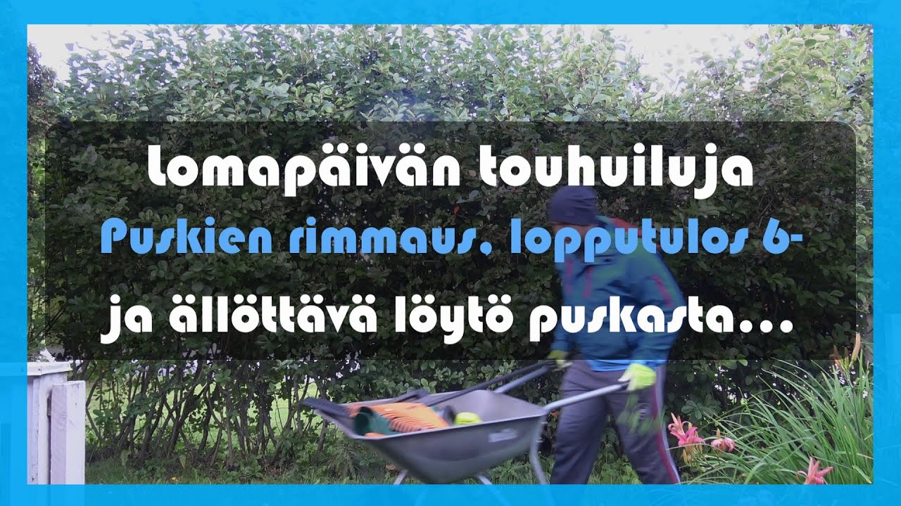 Lomap&auml;iv&auml;n touhuiluja, puskien rimmaus. Lopputus ei paras, 6-