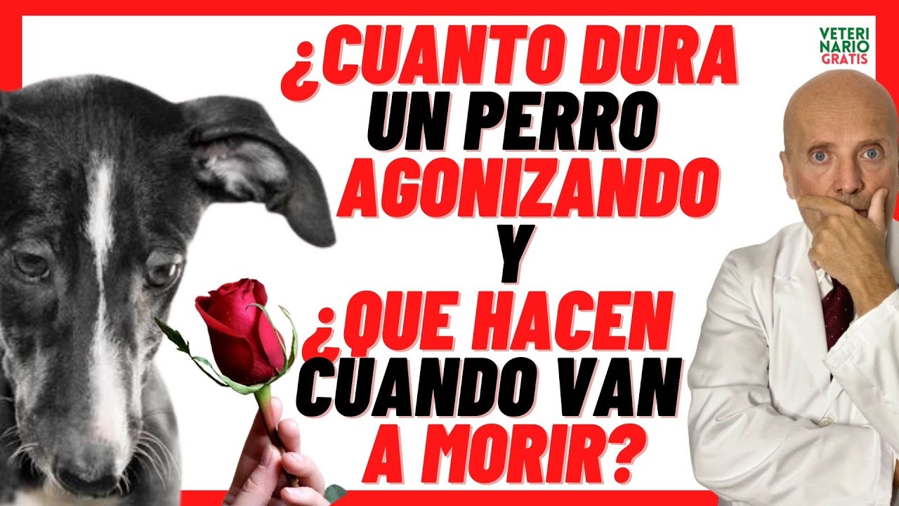 💔 CUANTO DURA UN PERRO AGONIZANDO  💔 QUE HACEN LOS PERROS CUANDO VAN A MORIR
